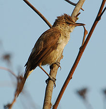 Clamorous reed warbler