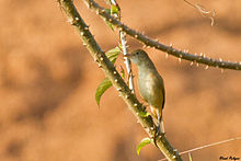 Thick-billed warbler