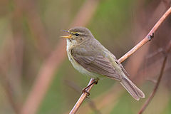 Common chiffchaff