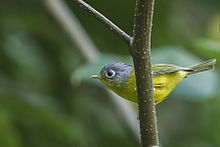 Learn more about White-spectacled warbler