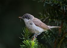 Lesser whitethroat