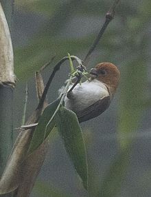 Rufous-headed parrotbill