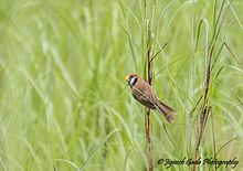 Learn more about Black-breasted parrotbill