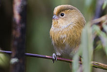 Fulvous parrotbill