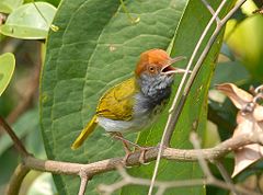 Dark-necked tailorbird