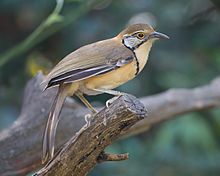 Learn more about Greater necklaced laughingthrush