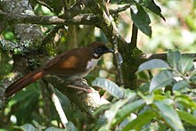 Grey-sided laughingthrush