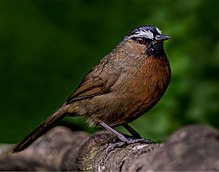 Nilgiri laughingthrush