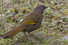 Scaly laughingthrush