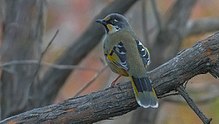 Variegated laughingthrush