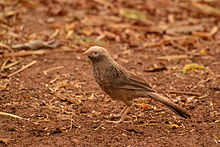 Yellow-billed babbler