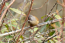 Streak-throated barwing