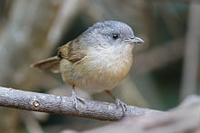 Brown-cheeked fulvetta