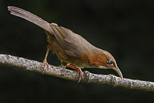 Rusty-cheeked scimitar babbler