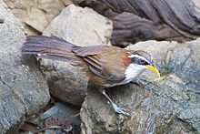 Learn more about White-browed scimitar babbler