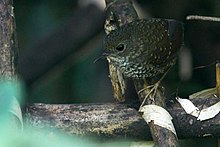 Pygmy wren-babbler