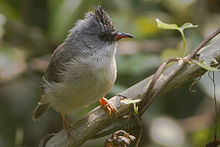 Black-chinned yuhina