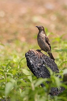 Spot-winged starling