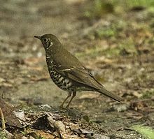 Long-tailed thrush