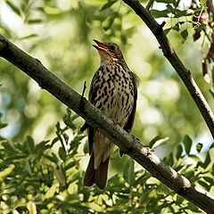 Song thrush