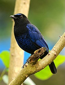 Malabar whistling thrush