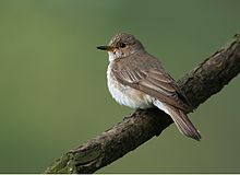 Spotted flycatcher