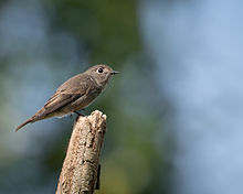 Dark-sided flycatcher