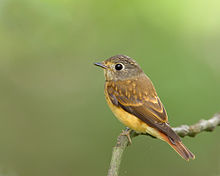 Ferruginous flycatcher