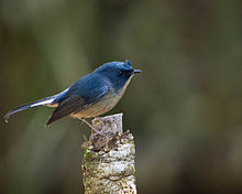 Slaty-blue flycatcher