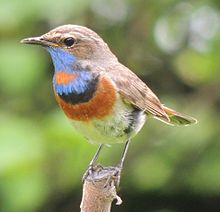 Bluethroat