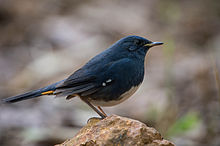 White-bellied redstart