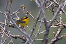 Learn more about Golden bush robin