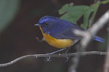 Rufous-breasted bush robin