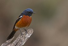 White-throated redstart