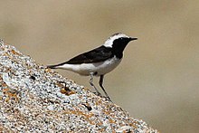 Pied wheatear