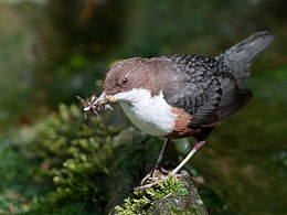 White-throated dipper