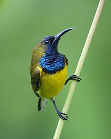 Learn more about Olive-backed sunbird