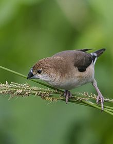 Indian silverbill