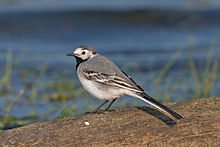 Learn more about White wagtail