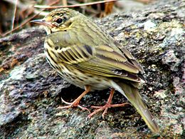 Olive-backed pipit