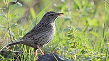 Upland pipit