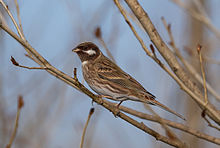 Pine bunting