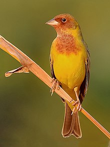 Red-headed bunting