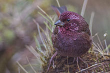 Dark-rumped rosefinch