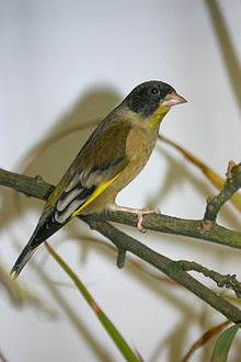 Learn more about Black-headed greenfinch