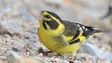 Yellow-breasted greenfinch