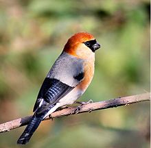 Red-headed bullfinch