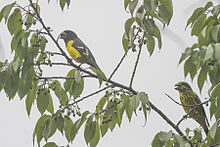 Spot-winged grosbeak